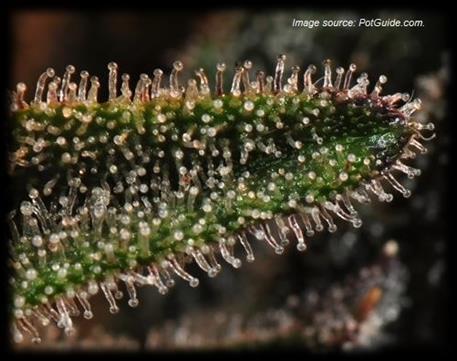 Trichome: Crystalized glands on the cannabis plant that produce resin. They are the parts of the plant that contain most cannabinoids (PotGuide.com, 2018).