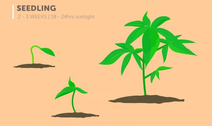 Life cycle information: Cannabis plants go through two distinct cycles in their lifetime: vegetative stage (when the plant is actively growing) and flowering stage (when the plant is