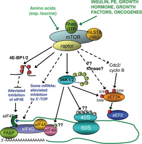 228 Biochemical Society Transactions (2009) Volume 37, part 1 Figure 1 Links between mtorc1 and the control of mrna translation.