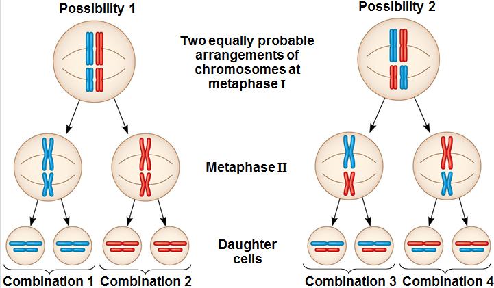 Sexual Reproduction Meiosis Genetic diversity in the offspring result from