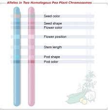 Chromosomes & Alleles Homologous chromosomes carry genes for a given characteristic at the same location Genes on homologous chromosomes