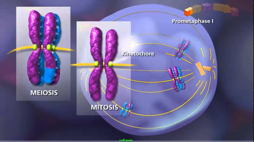 Sexual Reproduction Meiosis