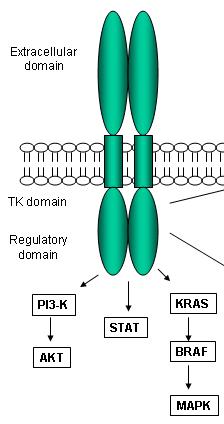 KRAS Sequencing: What Drugs Not to Use 21-kDa GTPase involved in signal