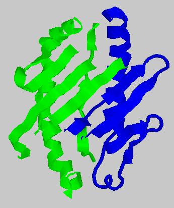 MHC class II molecule structure Peptide