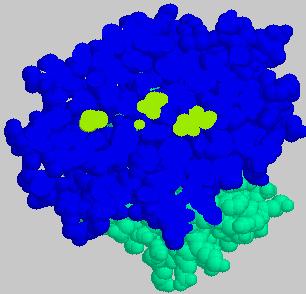 Peptide binding pockets in MHC class I molecules Slices through MHC