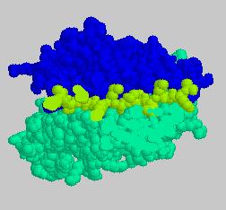 Peptide binding pockets in MHC class II molecules
