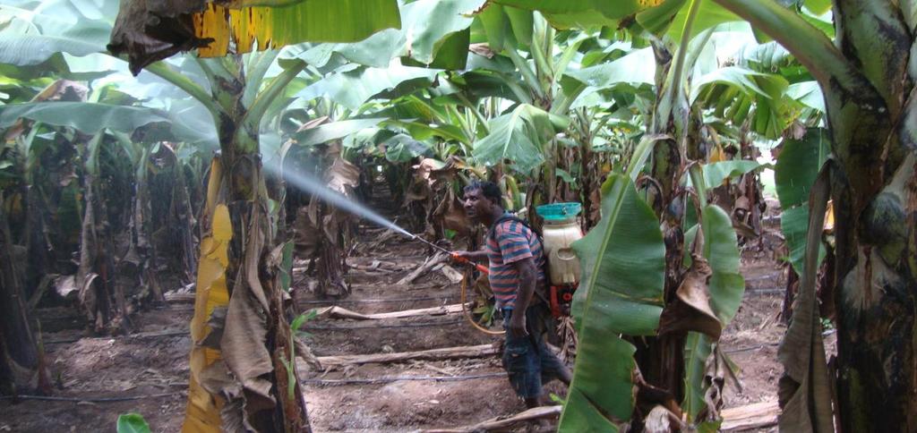 Field spraying of banana plants with combination of mineral oil and fungicides for the leaf spot