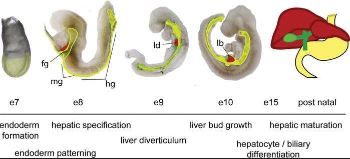 embryology 4 th week development 12 th