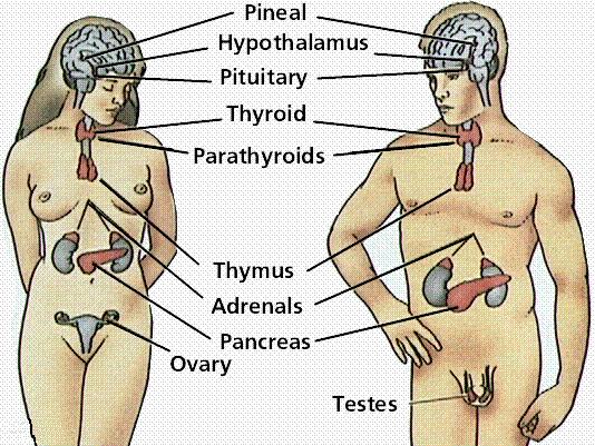 The endocrine system in females and males CHEMICAL CLASSES OF HORMONES Hormones are grouped into