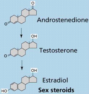 steroid hormones. Structure of some steroid hormones and their pathways of formation.