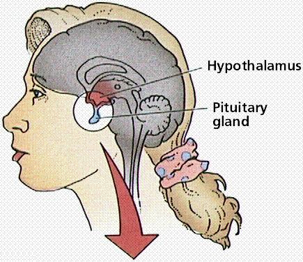 The location and roles of the hypothalamus and pituitary glands.