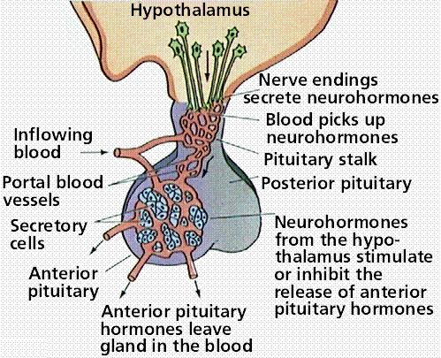 Regulation of hormone secretion 13 14 Example Negative feedback in the thyroxine release reflex Clearance of hormones from the blood.