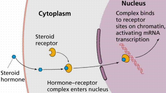 B) Steroid Hormones The second mechanism involves steroid hormones, which pass through the plasma membrane and act in a two step process.