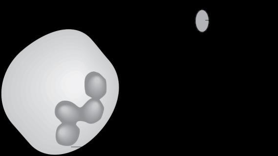 1 Figure 1 shows a phagocyte attracted to a bacterium.