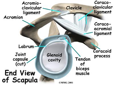 A circular ring of cartilage (labrum) is attached to the edge of the socket.