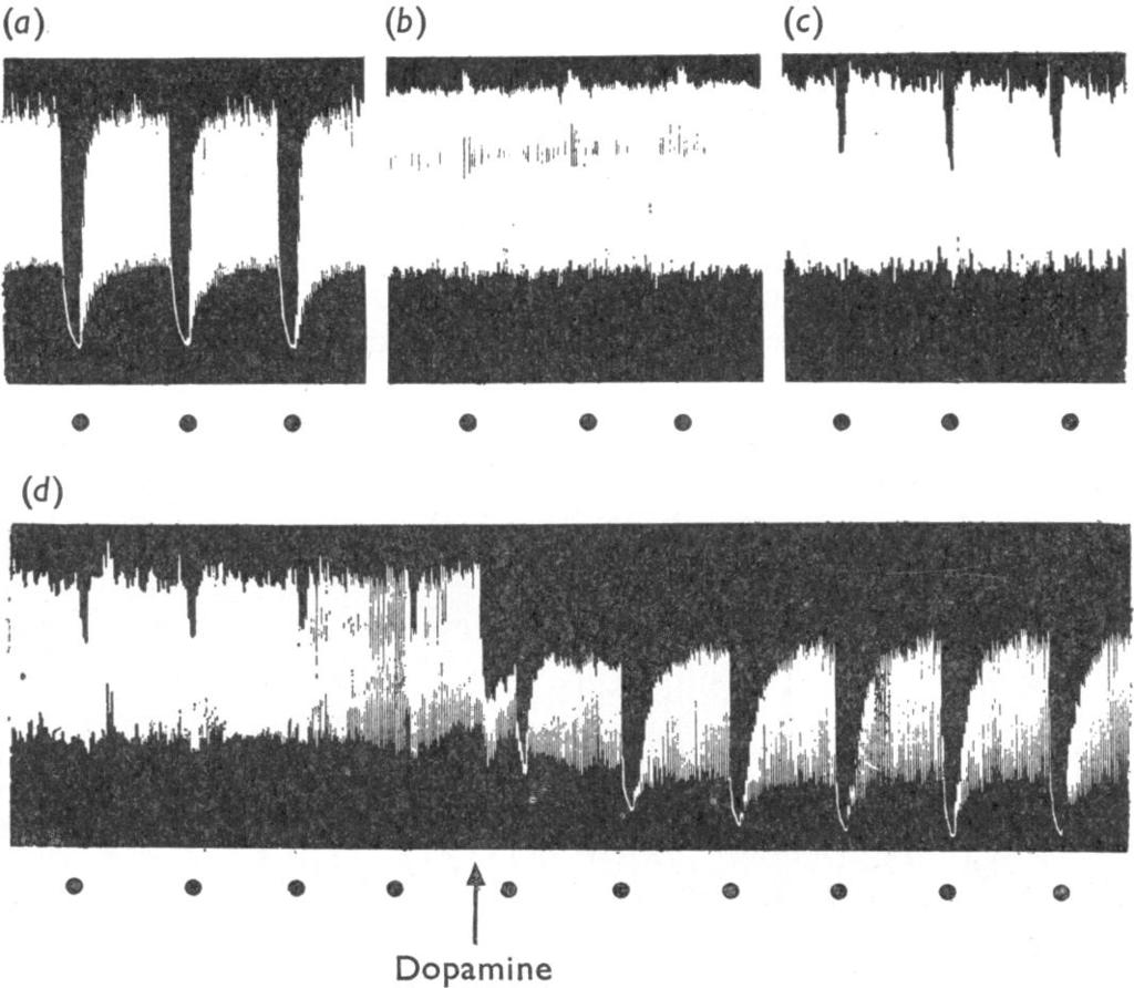 sympathetic nerve stimulation was 3 min. (a) Shows the inhibitory responses of the normal preparation; between (a) and (b) DMPP (5 x 10-6) was present for 45 min, followed by washing (ten-times in 1.