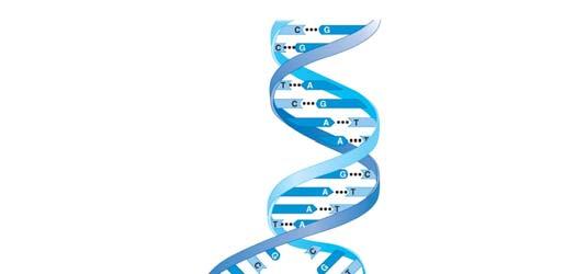 54. Notice that there are five nitrogen bases. Which four are found in DNA? 55. Which four are found in RNA? 56.