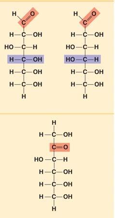 Concept 5.2 Carbohydrates serve as fuel and building material 8. Let s look at carbohydrates, which include sugars and starches. First, what are the monomers of all carbohydrates? 9.