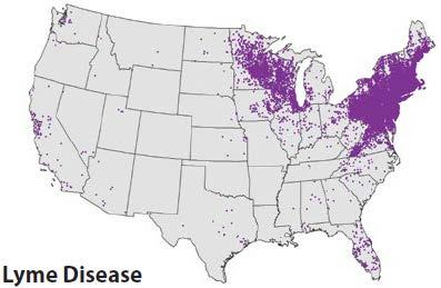 Lyme Disease Caused by Borrelia burgdorferi (and other closely related species) Vectors: o Deer tick (blacklegged tick) o Western blacklegged tick Incubation: 11 days (range 3 32 days) Tick images: