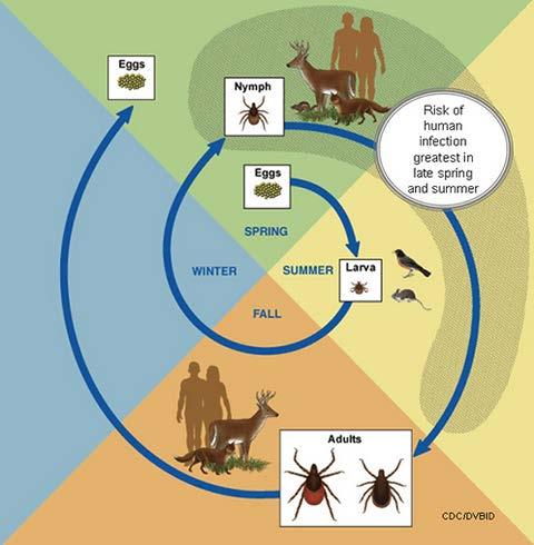 Life Cycle of the Blacklegged Tick CDC. Available at www.cdc.
