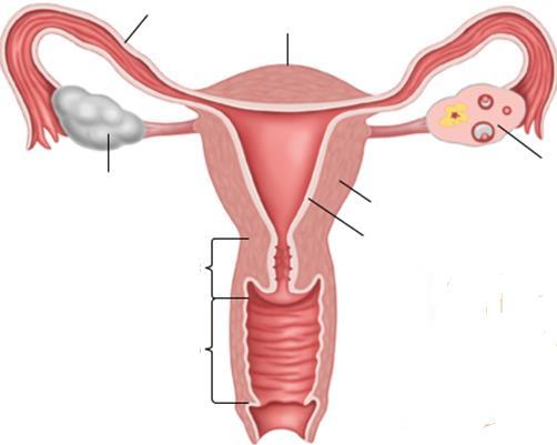 21.2 Female Reproductive System Organ Function Produces egg and sex hormones Conducts egg; location of fertilization Houses developing fetus Contains opening to uterus Receives penis during sexual