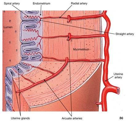 The Uterine Wall Uterine wall consists of 3 layer: Myometrium outer muscular layer Endometrium
