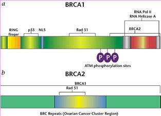 BRCA2