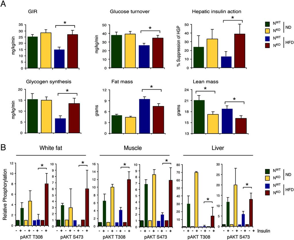 Regulation of obesity by JNK1 Figure 2. Effect of nervous system-specific JNK1 deficiency on insulin sensitivity.