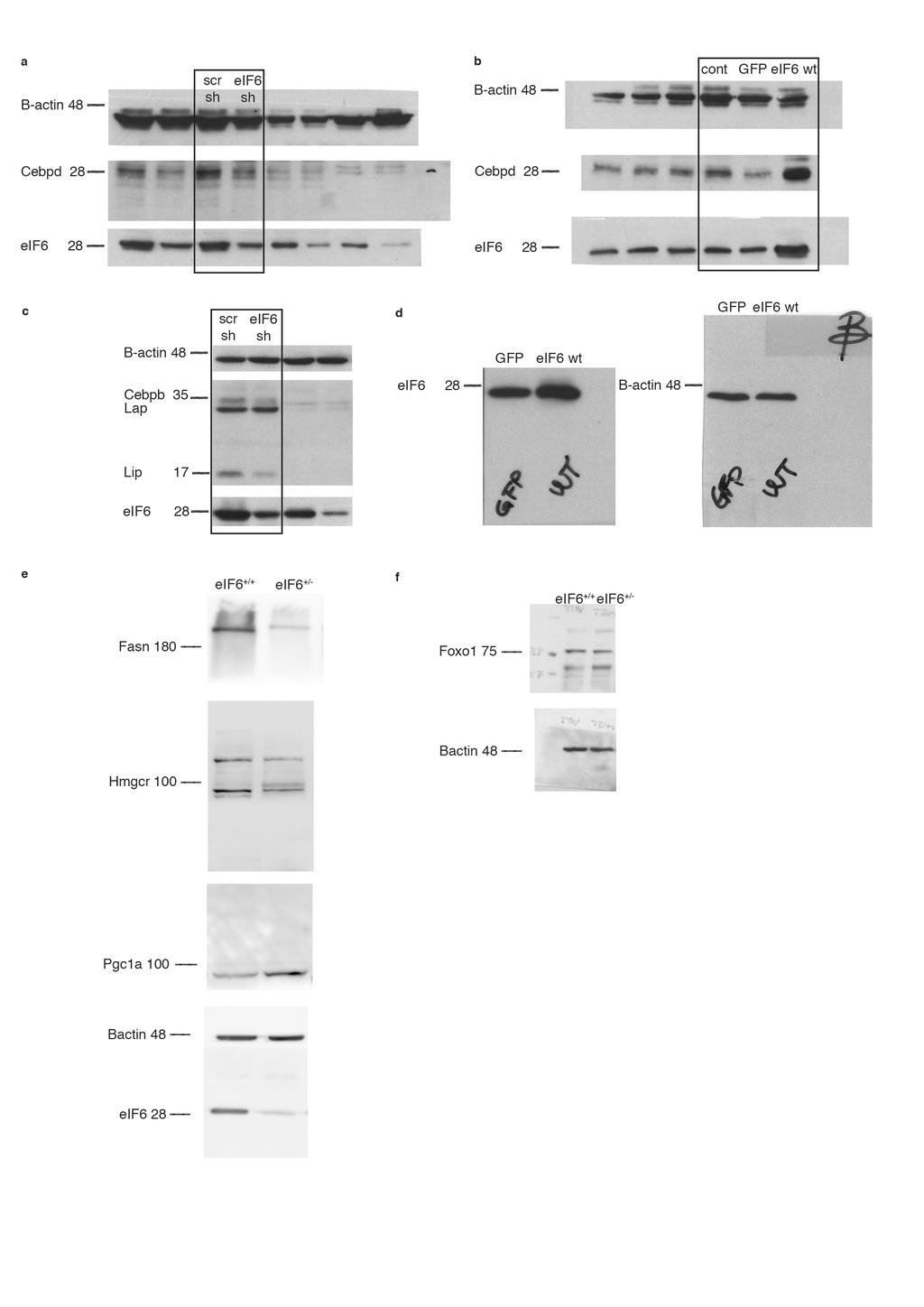 Supplementary Fig. 7 Uncropped western Blots.