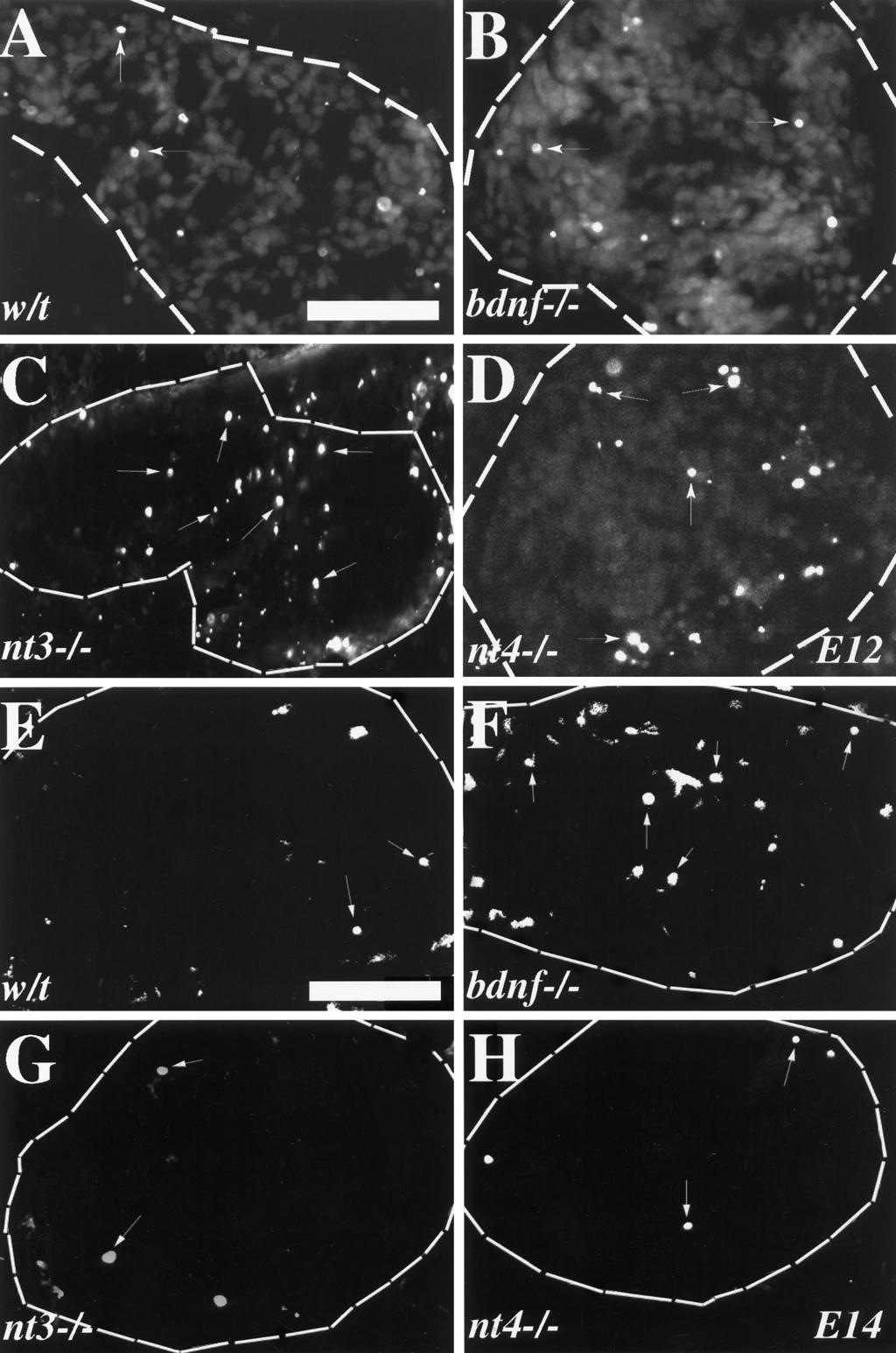ElShamy and Ernfors Neurotrophins in Nodose/Petrosal Ganglion Formation J. Neurosci., November 15, 1997, 17(22):8667 8675 8671 Figure 3.