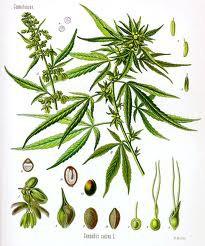 Cannibas Efficacy Claims: US Dispensary (1854): neuralgia, depression, hemorrhage, pain and