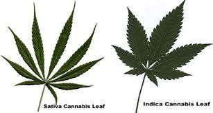 Cannibas Species Cannabis sativa oldest known species used by humans (China) >420 compounds: e.g.