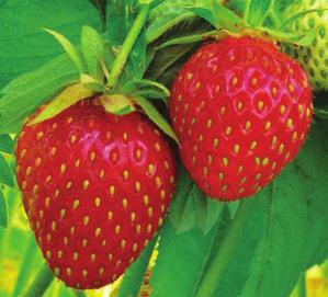 media. Suitable for post harvest, Autumn applications. For outdoor, field grown strawberries without trace elements.