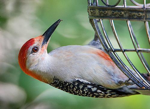 Generating Visual Explanations 13 This is a Red Bellied Woodpecker because.