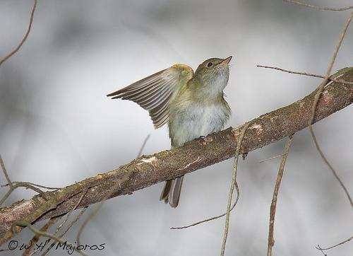 Correct: Acadian Flycatcher, Predicted: Acadian Flycatcher Explanation: this is a small grey bird with a white belly and a small pointy beak.