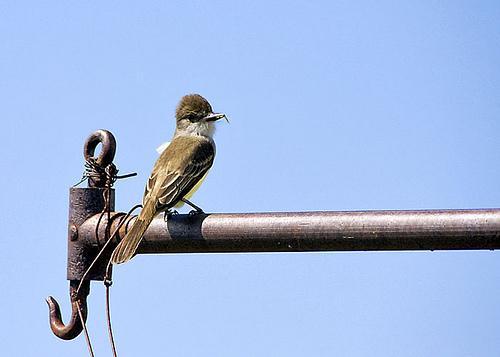 Great Crested Flycatcher Definition: this bird has a yellow belly and breast with a gray crown and brown back. Fig. 8.