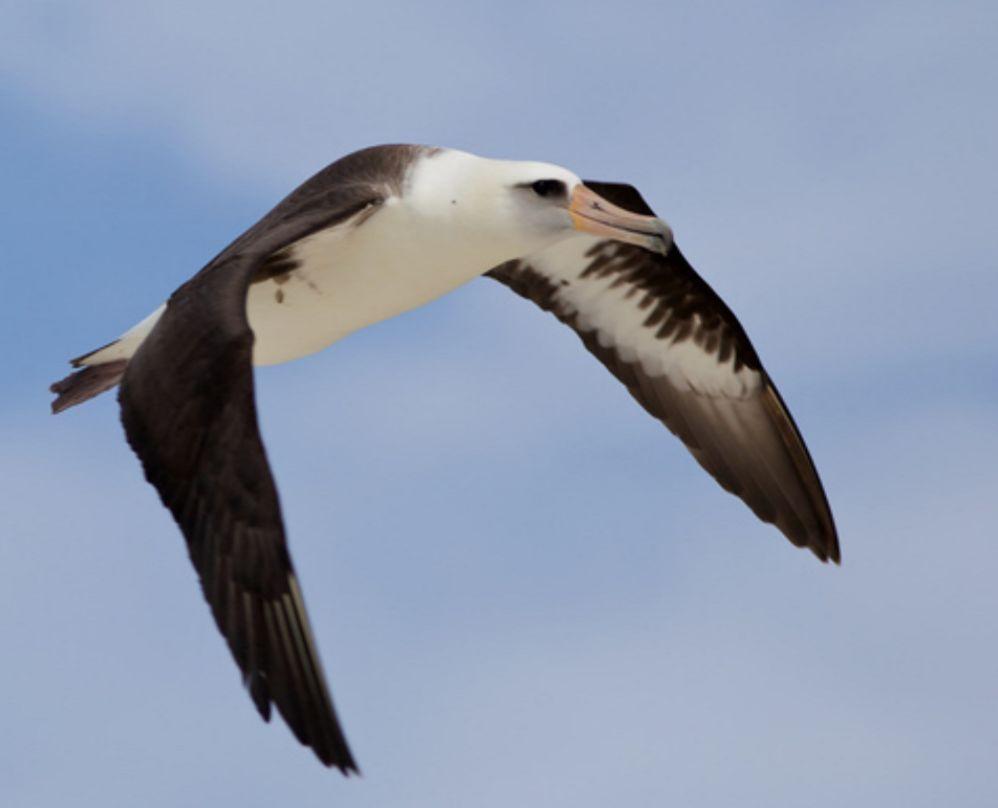 Laysan Albatross Description: This is a large flying bird with black wings and a white belly. Definition: The Laysan Albatross is a seabird with a hooked yellow beak, black back and white belly.