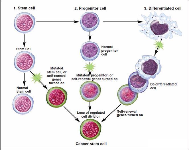 Carcinogenesis: the molecular basis of cancer.