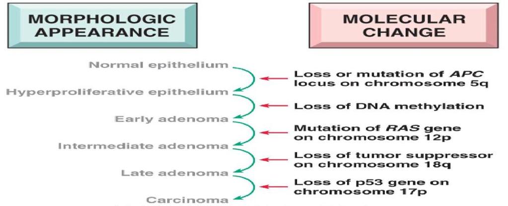 Carcinogenesis is a multistep process resulting from the accumulation of multiple genetic alterations.