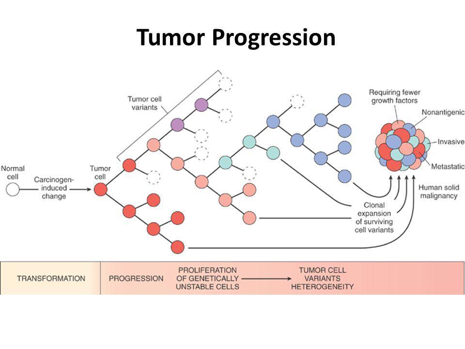Figure: Tumor progression and generation of heterogeneity. New subclones arise from the descendants of the original transformed cell by multiple mutations.