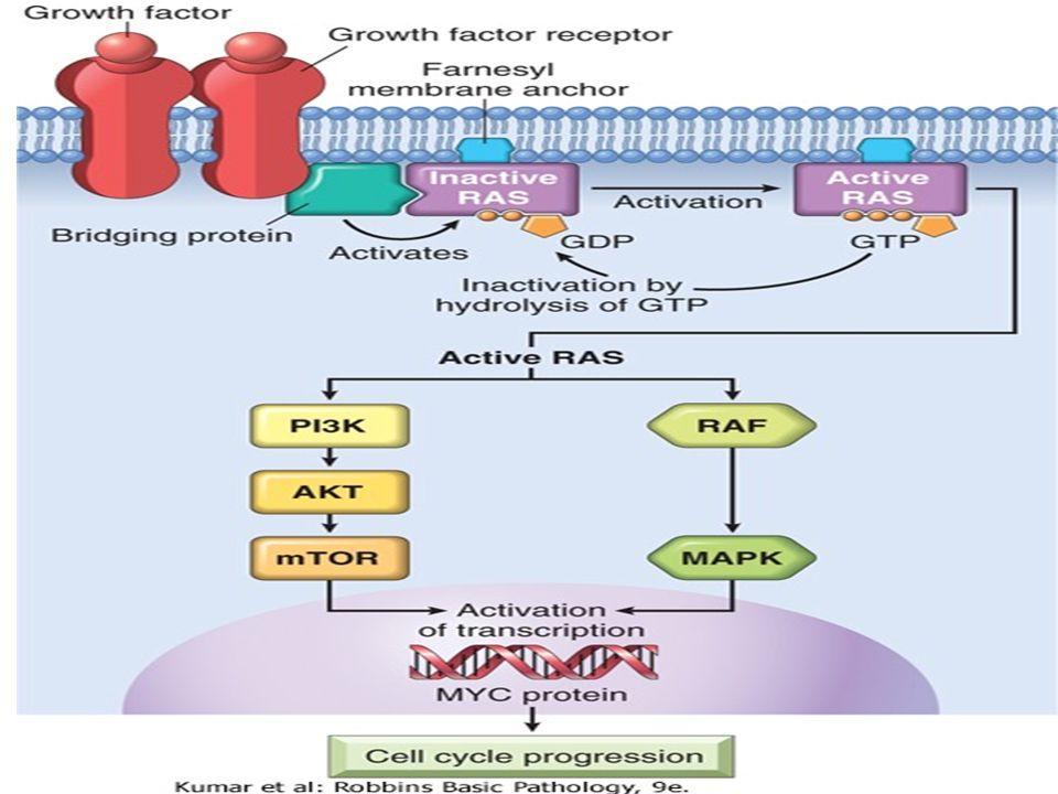 The ABL proto-oncogene has tyrosine kinase activity that is dampened by internal negative regulatory domains. Mainly in chronic myelogenous leukemia (CML) and acute lymphocytic leukemias.
