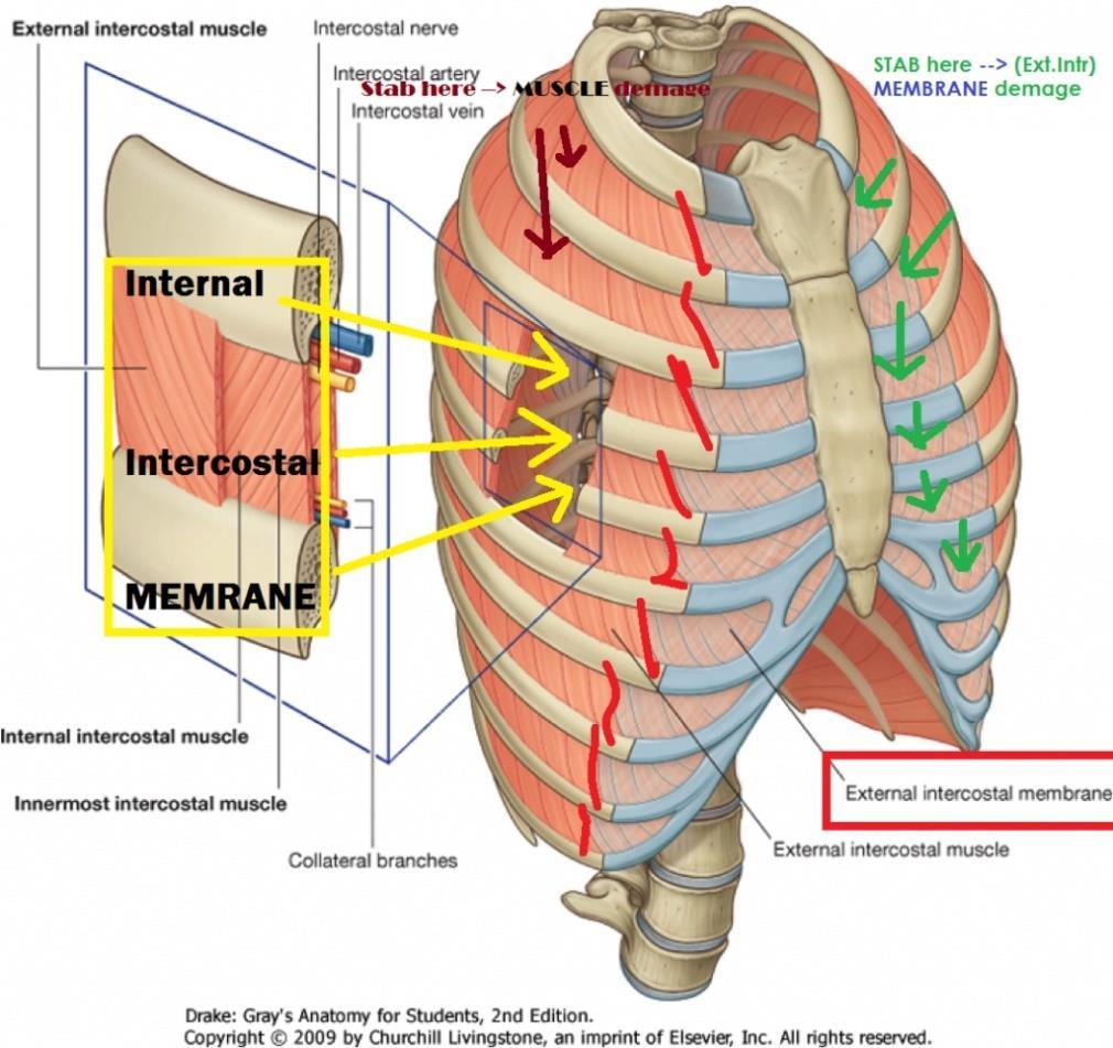 Internal intercostal muscle It runs deep to the right angle of the External Intercostal Muscle. It forms the intermediate muscular layer of the intercostal spaces.
