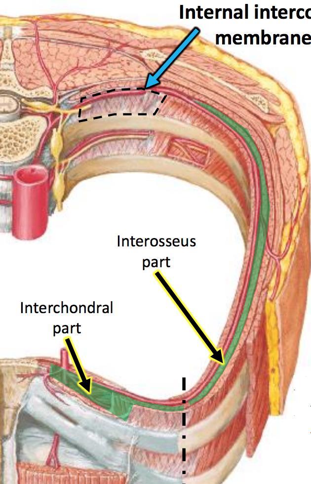 Internal intercostal muscle con t The muscle extends backward from the sternum to the angle of the ribs.