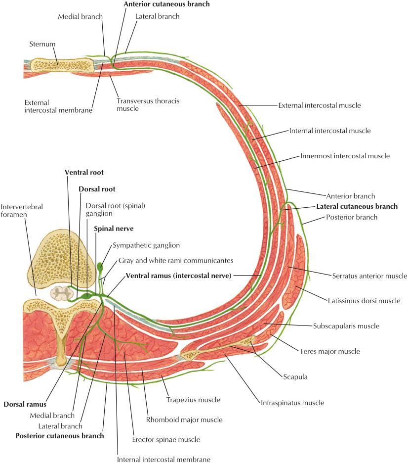 Innermost intercostal muscle It forms the deepest muscular layer of intercostal spaces and correspond to the transversus abdominis muscle of the abdominal wall.