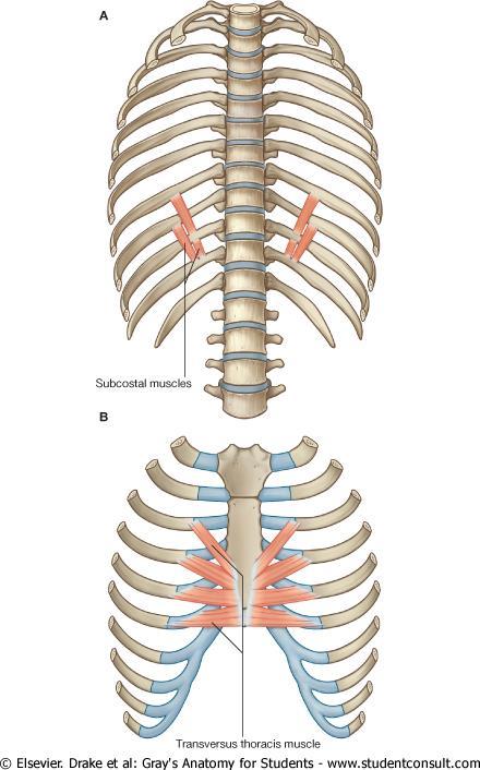 Also called as Infra costales. Subcostales It consist of muscular and aponeurotic fasciculi, which are usually well-developed only in the lower part of the thorax.