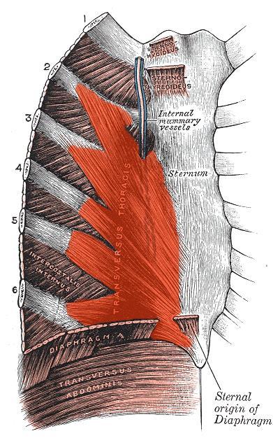 Transversus thoracis muscle It lies internal to the thoracic cage, anteriorly.
