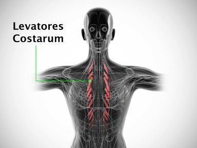 Levator Costarum It is an Accessory muscle. They are twelve in number on either side.