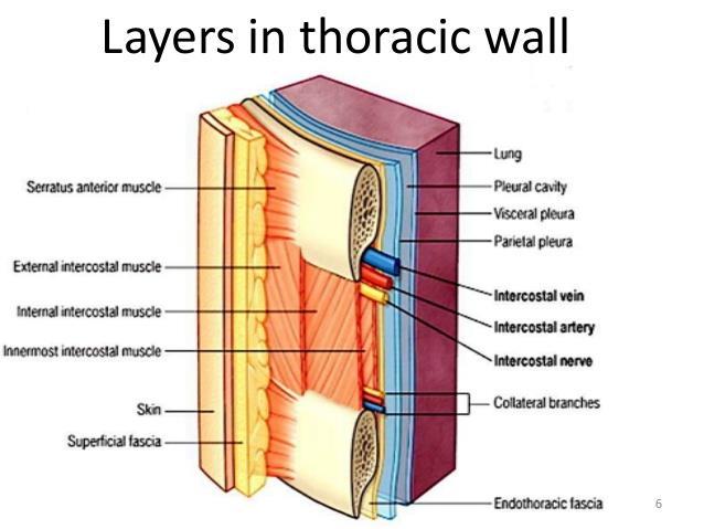 Layers of IC space: Following are the layers of the thoracic region: Skin Subcutaneous CT External IC muscle and membrane Internal IC