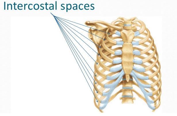 Introduction The intercostal space (ICS) is the anatomic space between the two ribs.
