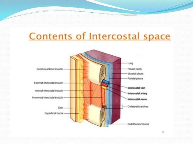 The space below the 12 th rib does not lie between the ribs and thus called as subcostal space.